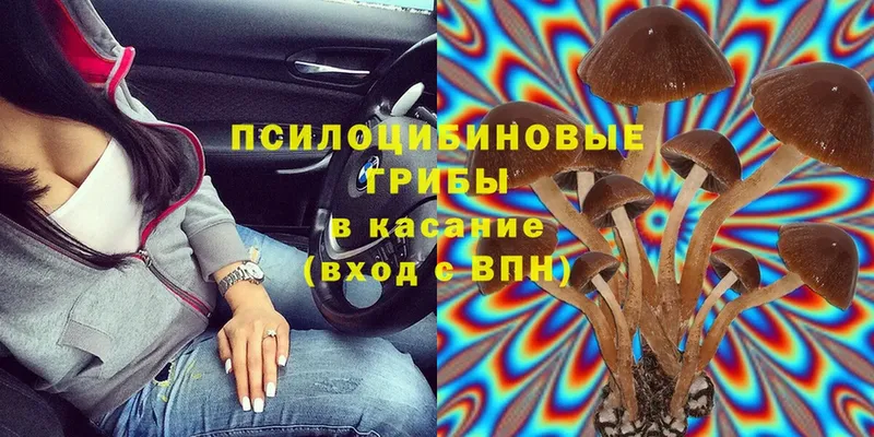 Галлюциногенные грибы Cubensis  Калачинск 